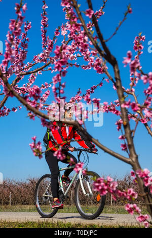 Veria, Griechenland - 17. März 2019: Radfahren auf den blühenden Pfirsichbäumen im Veria Normales, zum dritten Mal organisiert von der Veria Touristic Club. Natu Stockfoto