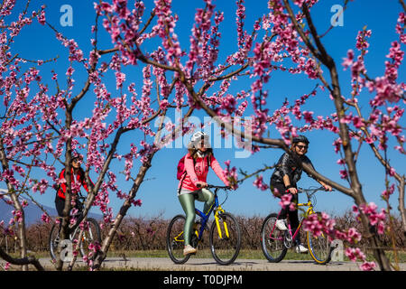Veria, Griechenland - 17. März 2019: Radfahren auf den blühenden Pfirsichbäumen im Veria Normales, zum dritten Mal organisiert von der Veria Touristic Club. Natu Stockfoto