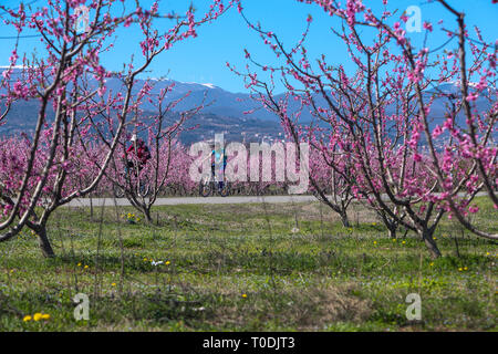 Veria, Griechenland - 17. März 2019: Radfahren auf den blühenden Pfirsichbäumen im Veria Normales, zum dritten Mal organisiert von der Veria Touristic Club. Natu Stockfoto