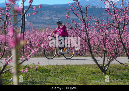Veria, Griechenland - 17. März 2019: Radfahren auf den blühenden Pfirsichbäumen im Veria Normales, zum dritten Mal organisiert von der Veria Touristic Club. Natu Stockfoto