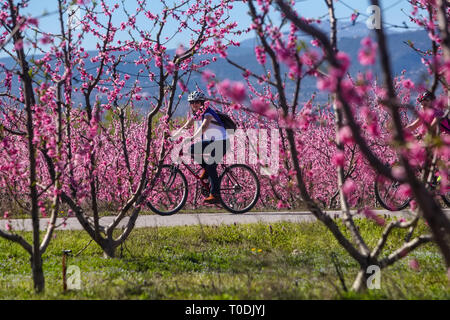 Veria, Griechenland - 17. März 2019: Radfahren auf den blühenden Pfirsichbäumen im Veria Normales, zum dritten Mal organisiert von der Veria Touristic Club. Natu Stockfoto