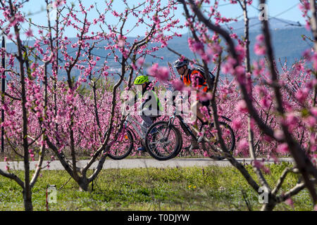 Veria, Griechenland - 17. März 2019: Radfahren auf den blühenden Pfirsichbäumen im Veria Normales, zum dritten Mal organisiert von der Veria Touristic Club. Natu Stockfoto