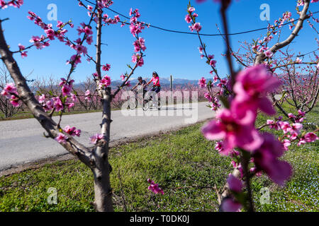 Veria, Griechenland - 17. März 2019: Radfahren auf den blühenden Pfirsichbäumen im Veria Normales, zum dritten Mal organisiert von der Veria Touristic Club. Natu Stockfoto