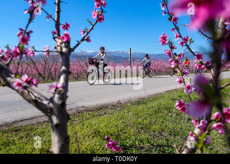 Veria, Griechenland - 17. März 2019: Radfahren auf den blühenden Pfirsichbäumen im Veria Normales, zum dritten Mal organisiert von der Veria Touristic Club. Natu Stockfoto