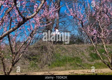 Veria, Griechenland - 17. März 2019: Radfahren auf den blühenden Pfirsichbäumen im Veria Normales, zum dritten Mal organisiert von der Veria Touristic Club. Natu Stockfoto