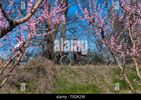 Veria, Griechenland - 17. März 2019: Radfahren auf den blühenden Pfirsichbäumen im Veria Normales, zum dritten Mal organisiert von der Veria Touristic Club. Natu Stockfoto