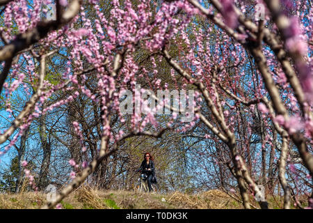 Veria, Griechenland - 17. März 2019: Radfahren auf den blühenden Pfirsichbäumen im Veria Normales, zum dritten Mal organisiert von der Veria Touristic Club. Natu Stockfoto