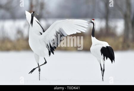 Tanzende Kraniche. Das Ritual der Ehe Tanz der Kraniche. Die rot-gekrönten Kran. Wissenschaftlicher Name: Grus japonensis, auch die japanischen Kran oder Mandschu genannt Stockfoto