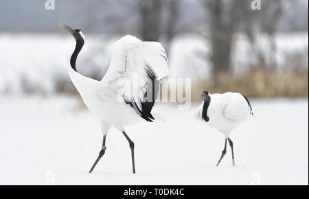 Tanzende Kraniche. Das Ritual der Ehe Tanz der Kraniche. Die rot-gekrönten Kran. Wissenschaftlicher Name: Grus japonensis, auch die japanischen Kran oder Mandschu genannt Stockfoto