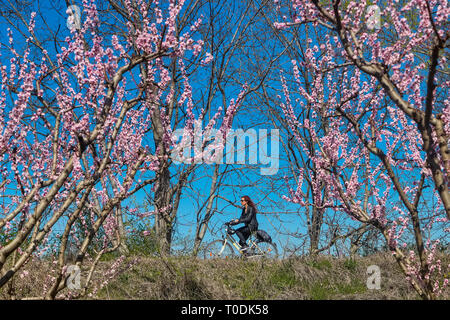 Veria, Griechenland - 17. März 2019: Radfahren auf den blühenden Pfirsichbäumen im Veria Normales, zum dritten Mal organisiert von der Veria Touristic Club. Natu Stockfoto