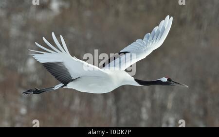 Die rot-gekrönten Kranich im Flug. Winter Wald Hintergrund. Wissenschaftlicher Name: Grus japonensis, auch die japanischen Kran oder Mandschurischen Kran genannt. Stockfoto