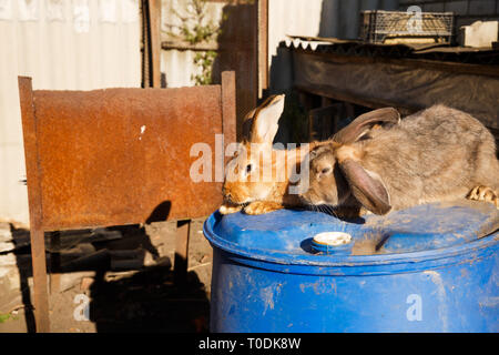 Zwei braune und graue Kaninchen auf dem blauen Zylinder in der Farm. Stockfoto