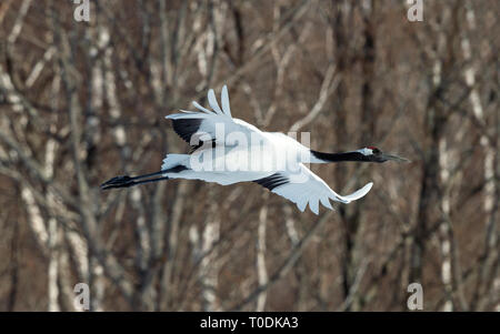 Die rot-gekrönten Kranich im Flug. Winter Wald Hintergrund. Wissenschaftlicher Name: Grus japonensis, auch die japanischen Kran oder Mandschurischen Kran genannt. Stockfoto