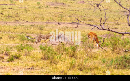 Foto serie: Gepard auf der Jagd nach grossen Impala. Die dritte Episode. Die Masai Mara, Kenia Stockfoto