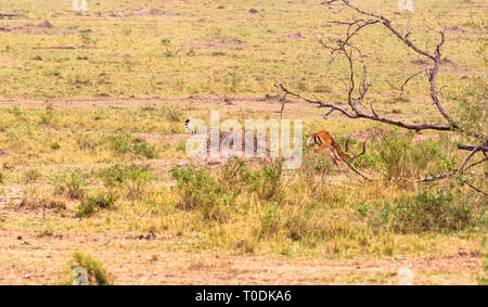 Foto serie: Gepard auf der Jagd nach grossen Impala. Die vierte Episode. Die Masai Mara, Kenia Stockfoto