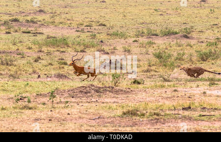 Foto serie: Gepard auf der Jagd nach grossen Impala. Die 7. Episode. Die Masai Mara, Kenia Stockfoto