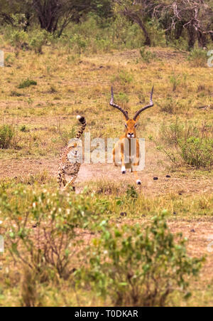 Foto serie: Gepard auf der Jagd nach grossen Impala. Die neunte Episode. Die Masai Mara, Kenia Stockfoto