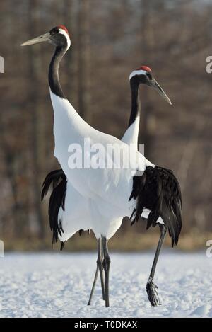 Tanzende Kraniche. Das Ritual der Ehe Tanz der Kraniche. Die rot-gekrönten Kran. Wissenschaftlicher Name: Grus japonensis, auch die japanischen Kran oder Mandschu genannt Stockfoto