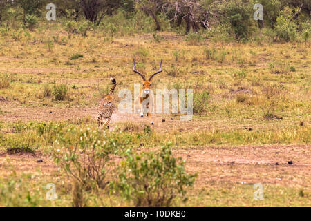 Foto serie: Gepard auf der Jagd nach grossen Impala. Die neunte Episode. Die Masai Mara, Kenia Stockfoto