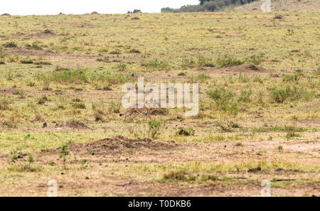 Foto serie: Gepard auf der Jagd nach grossen Impala. Die zweite Episode. Die Masai Mara, Kenia Stockfoto