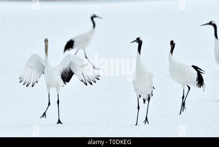 Tanzende Kraniche. Das Ritual der Ehe Tanz der Kraniche. Die rot-gekrönten Kran. Wissenschaftlicher Name: Grus japonensis, auch die japanischen Kran oder Mandschu genannt Stockfoto