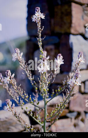 Nahaufnahme der schönen Asphodelus ramosus (verzweigten asphodel) Blüte. Foto Stockfoto