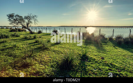 Alte Korkeiche (Quercus suber) am Ufer des Sees mit Morgensonne Licht ein Horizont und Sonne im Hintergrund, Sunbeam Stockfoto