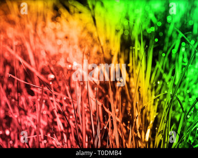 Bunte gras Makro Hintergrund psychedeic Edition mit Wassertropfen und Bokeh effect, fine art Fotografie, positiven Vibes, die Sie nur einmal Leben, yolo Stockfoto