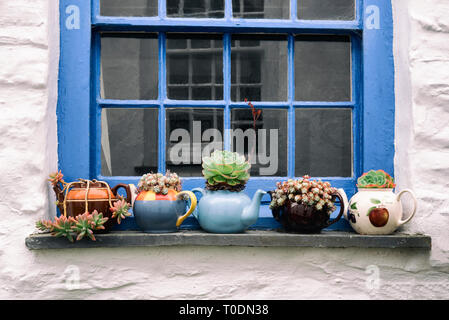 Sukkulenten in Teekannen Stockfoto