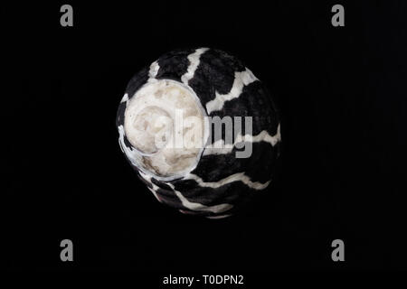 Makro Bild eines periwinkle Shell auf schwarzem Hintergrund Stockfoto