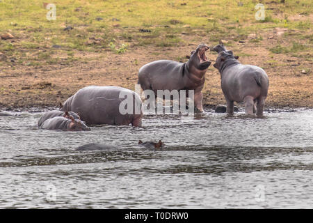 Flusspferd (Hippopotamus amphibius) oder Hippo schwimmen im Wasser und Argumentieren mit einander in den Krüger National Park, Südafrika Stockfoto