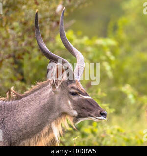 Nyala (tragelaphus Angasi) männliche Tier headshot Portrait in den Krüger National Park, Südafrika Stockfoto