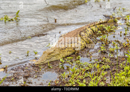 Nilkrokodil (Crocodylus niloticus) tierische Ausruhen und Sonnenbaden auf der Bank von wasserloch in der afrikanischen Savanne im Krüger Nationalpark, Südafrika Stockfoto