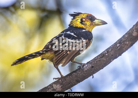 Crested Barbet (Trachyphonus vaillantii) Vogel im Baum auf Satara Camp im Krüger Nationalpark Südafrika gehockt Stockfoto