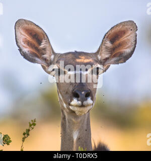 Mehr Kudu (Tragelaphus strepsiceros) weibliche frontale Ansicht im Krüger Nationalpark, Südafrika Stockfoto