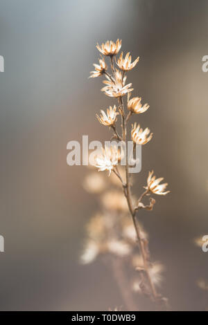 Getrocknete Blumen Hintergrund Zusammenfassung Stockfoto