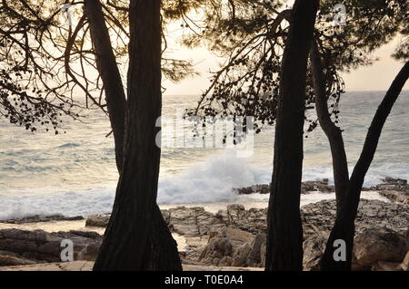 Große Wellen brechen auf Kroatien Küste und Strand mit Pine Tree Stockfoto