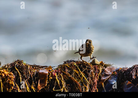 Rock Pipits (Anthus petrosus) auf der Suche nach Nahrung in gewaschen am Strand Algen und zu fliegen. Stockfoto