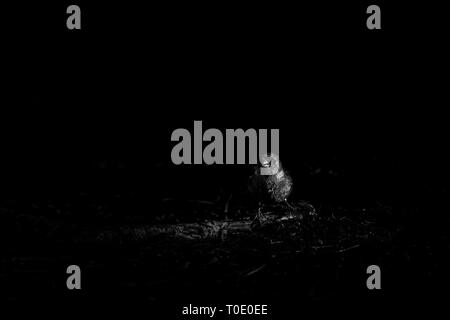 Einsamkeit. Buchfink sitzen auf einem Boden. Stockfoto