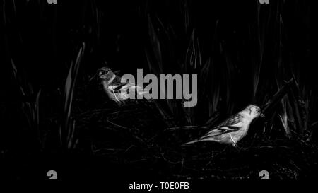 Das Leben genießen Paar Buchfinken sitzen auf einem Boden. Stockfoto