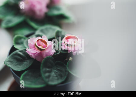 Zwei goldene Hochzeit Ringe isoliert Hintergrund Konzept Stockfoto