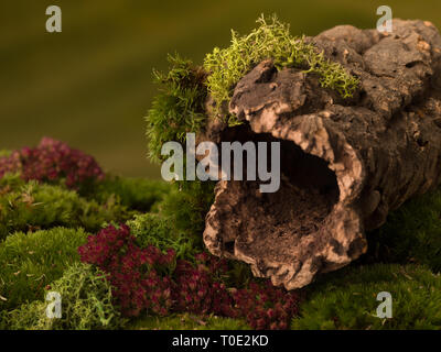 Cork Baumrinde mit einem dunklen Loch auf Moss, wie die Natur Hintergründe für Märchen Fotos verwendet werden kann. Stockfoto