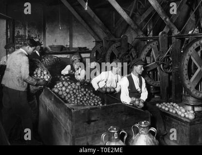 Italien, Sizilien, Verarbeitung von bergamottöl Extraktion, 1910-20 Stockfoto