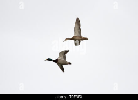 Männliche und weibliche Stockente Stockfoto