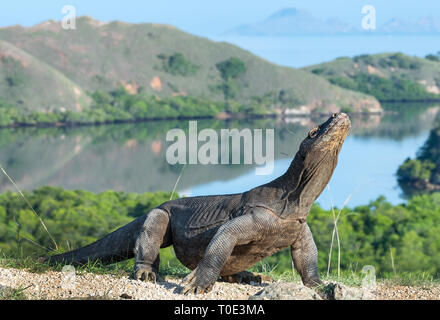 Komodo Drache. Der Drache hob den Kopf. Wissenschaftlicher Name: Varanus Komodoensis. Indonesien. Insel Rinca. Stockfoto