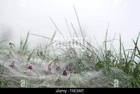 Frische morgen Tautropfen am Morgen Nebel viele Spinnennetz auf den Sommer Gras. Regentropfen in der Sommersaison. Stockfoto