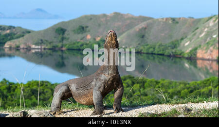 Komodo Drache. Der Drache hob den Kopf. Wissenschaftlicher Name: Varanus Komodoensis. Indonesien. Insel Rinca. Stockfoto