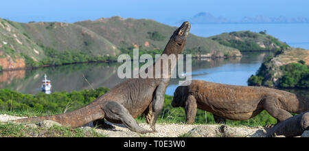 Komodo Drache. Der Drache hob den Kopf. Wissenschaftlicher Name: Varanus Komodoensis. Indonesien. Insel Rinca. Stockfoto