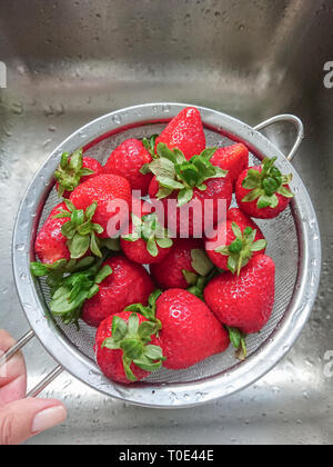 Gewaschen reif saftig roten Erdbeeren in der mesh-Sieb, Ansicht von oben Stockfoto