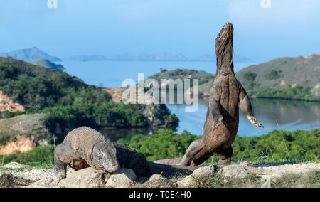Komodo Dragon steht auf seinen Hinterbeinen. Wissenschaftlicher Name: Varanus komodoensis. Größte lebende Echse der Welt. Insel Rinca. Indonesien. Stockfoto